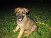 BansheeLitter7wk