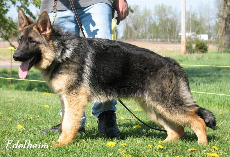 Hasko